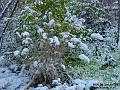 2003-0106Snow