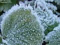 2003-0112frost
