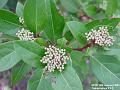 2003-0114Virburnum