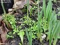 2003-0118springing