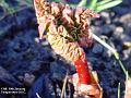 2003-0119rhubarb