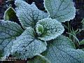 2003-0124frost