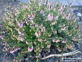 2003-0127Heather