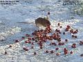 2003-0131MouseInSnow