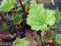 2003-0205rhubarb