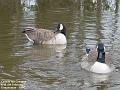2003-0206geese