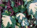 2003-0210ivy