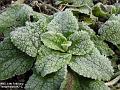 2003-0214frost