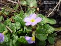 2003-0216polyantha
