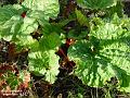 2003-0302rhubarb