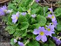 2003-0308Primroses