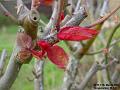 2003-0311RoseLeaf