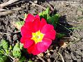 2003-0317polyantha