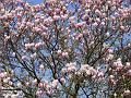 2003-0323magnolia