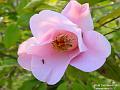 2003-0325Camelia