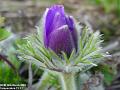 2003-0326Anemone