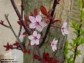 2003-0326japcheerry