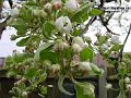 2003-0328earblossom