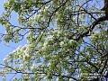 2003-0330peartree