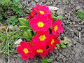 2003-0401Primula