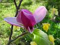 2003-0405magnolia