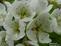 2003-0406pearbloss
