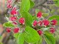 2003-0409Appleblossom