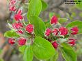 2003-0409Appleflowers