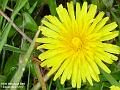2003-0410Dandylion