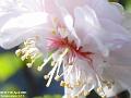 2003-0411Almond