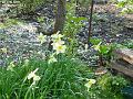 2003-0412downedblossom