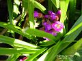 2003-0414Stenbraek