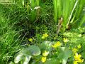 2003-0416rununcula