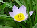2003-0421pinkflower