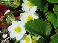 2003-0422jorbaer