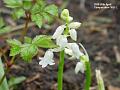 2003-0426whitebell