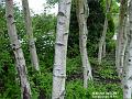 2003-0428WeyvaleTrees