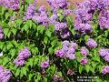 2003-0429Lilachs