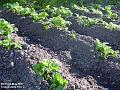 2003-0506Potatoes