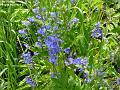 2003-0507bluebells