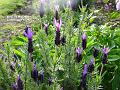 2003-0509Lavender