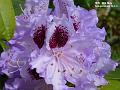 2003-0510rhodo