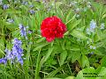 2003-0511redflower
