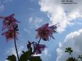 2003-0515flowers
