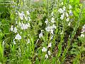 2003-0518flowwrs