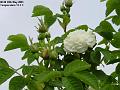 2003-0520TranevejRose