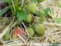 2003-0521Strawberries