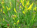 2003-0522Broom