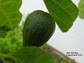 2003-0524fig