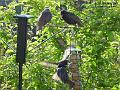 2003-0525Birds